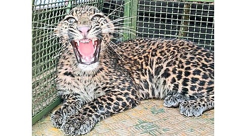 Forest Department RoJet Pattern To Identify Leopards