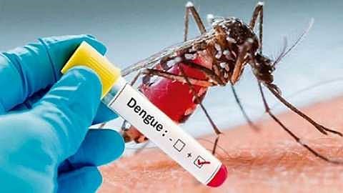 4dengue_80.jpg