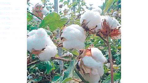 अमेरिकेतील कापसाला वादळाचा फटका