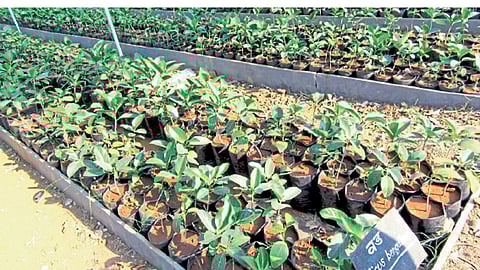 कागलला रूजतेय वड, पिंपळ, उंबराचे बीज