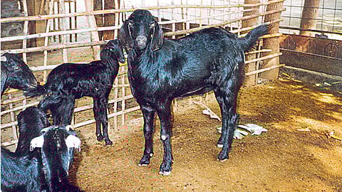 गाभण शेळ्यांची लक्षणे, विल्यानंतरचे व्यवस्थापन