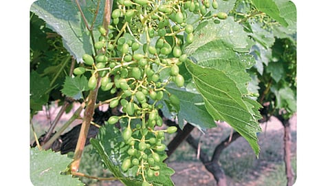 थंडीमुळे मण्याची थांबलेली वाढ.