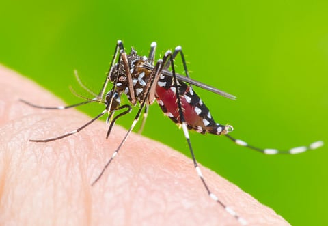 dengue