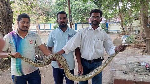 नवी मुंबईतील 'या' परिसरात अजगर, सापांमुळे नागरिक हैराण!