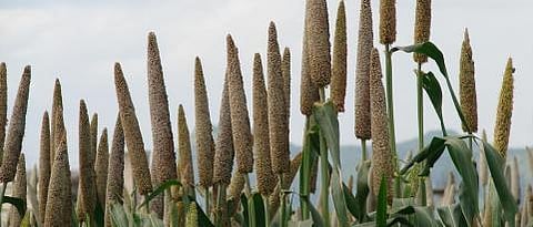 Changing crop trend in Shrigonda
