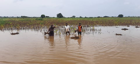 Barshi Water in field