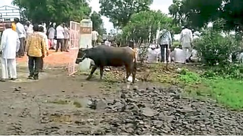 शेलुबाजार - अंत्ययात्रेत सहभागी होणारी म्हैस.