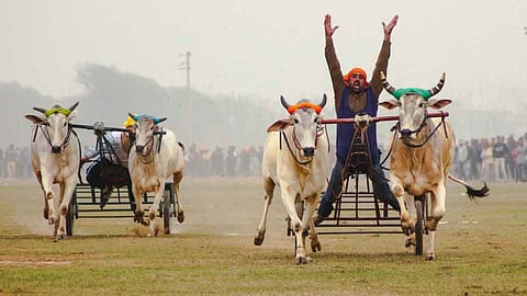 बैलगाडा शर्यत विधेयक अर्थसंकल्पी अधिवेशनात - देवेंद्र फडणवीस
