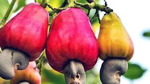 Cabinet approval for making wine from fruits and flowers employment and revenue mumbai