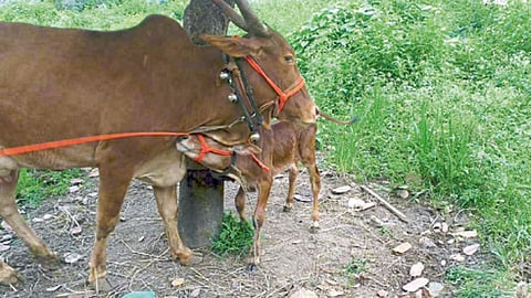 नागपूर शहरातून वाढली गायींची तस्करी, कत्तल!