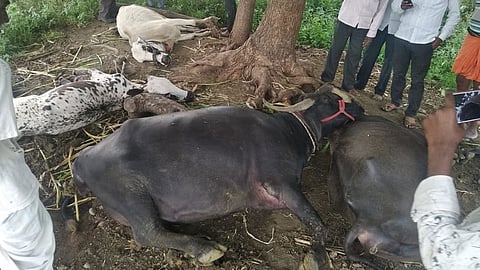 नांदेड : वीज पडून चार जनावरे दगावली