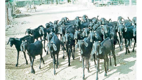 जातीवंत शेळ्यांचे संगोपन करावे.