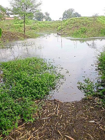 जलालखेडाः बंधाऱ्याच्या बॅकवॉटरमुळे शेतात पाणी साचून कापसाचे पिकाचे नुकसान होत आहे.