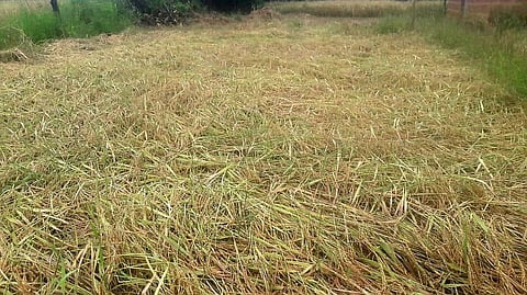 Major damage to agriculture in Sindhudurg district