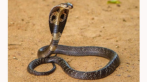 cobra found in parcel at Odisha 