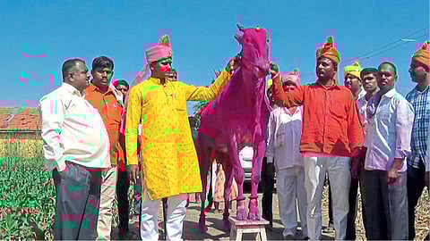 price of the bull is 5.15 lakhs Sale in Mangalwedha taluka
