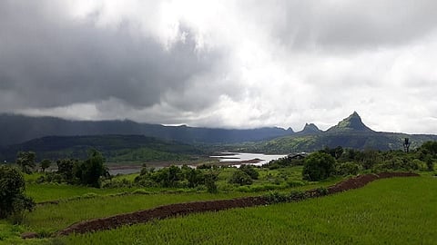 Large quantity of fodder available for 52 thousand livestock in Maval taluka