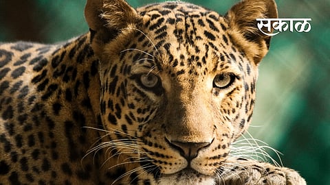 Leopard Attack on farmers in Mandhar area 