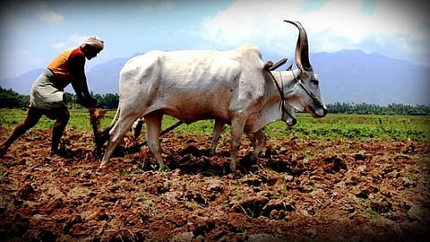 Maharashtra-Farmer.jpg
