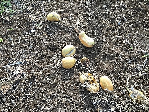 उमरगा : शेतातच सडून जात असलेले भोपळे.