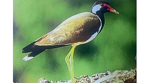 Treasures of  Biodiversity in lavale 