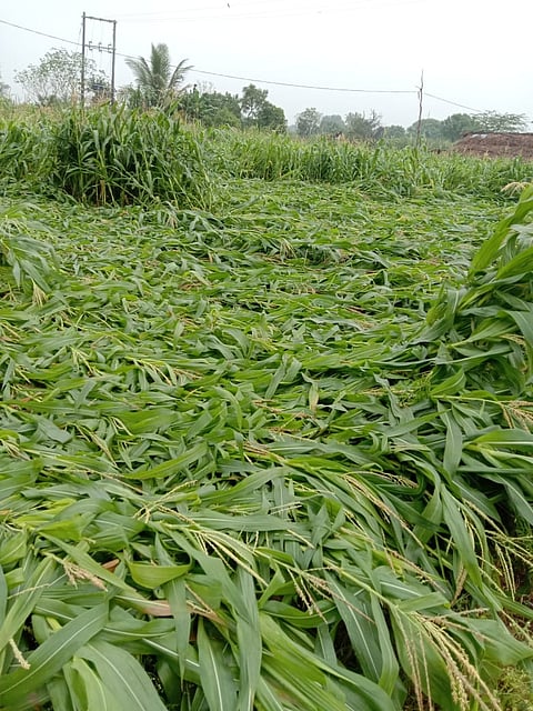 MLA Rohit Pawar inspects the damage crop