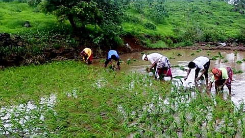 Rice-Cultivation