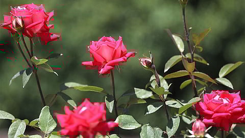 History of Rose