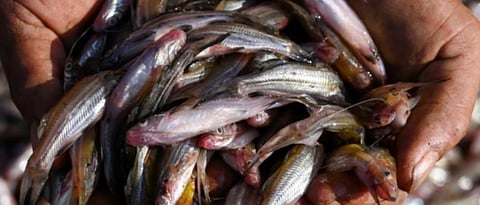 lockdown fishing issue konkan sindhudurg