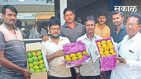 Devgad, Ratnagiri Hapus Mango filed in Sangli