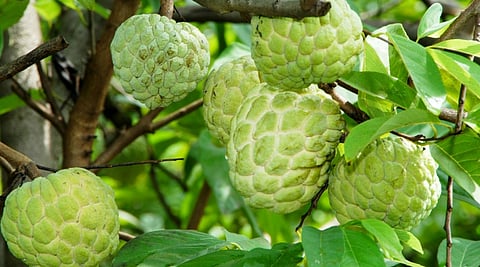 गोसेखुर्दच्या बॅकवॉटरमध्ये "आयुर्वेद सखा' बुडाला, गरिबांच्या हंगामी रोजगावरही आली गदा 