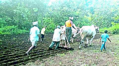 रब्बी हंगामात ३१ टक्के पेरण्या पूर्ण; साता-यात गहू, हरभऱ्याच्या क्षेत्रात होणार वाढ