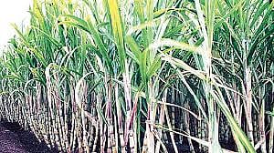 Sugarcane