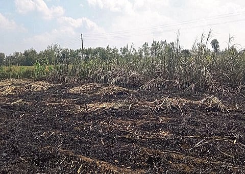 Sugarcane Burned1