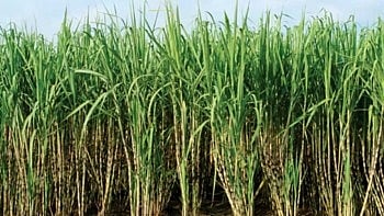 Sugercane