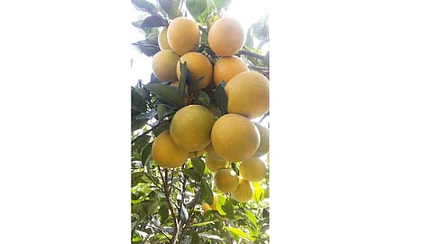 Sweetlime rate increase in Pune Market