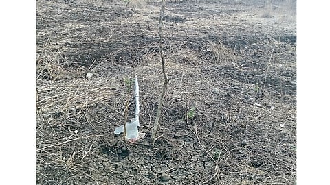 नागपूर - अंबाझरी येथील जळालेली रोपे.