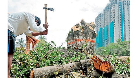 Tree-Cutting