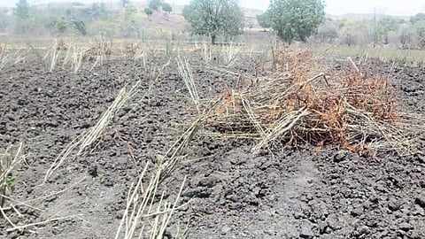 वडहिवरा, ता. सेनगाव - येथे उपटून टाकण्यात आलेली तुती.