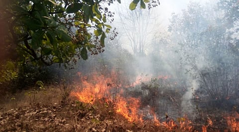 The barren mountains in Kajirane have been damaged  cashew trees 