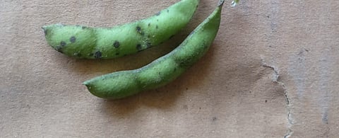 Blight On Soyabean