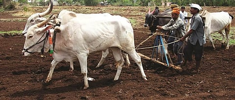 seeds will be distributed in Belgaum district