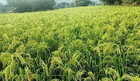 Great benefits to farmers from Varai crop