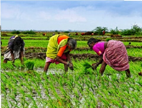 Agriculture maintains 3.4 per cent growth