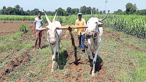 Farmers Will Get All The Benefits Through A Single Application Kolhapur Marathi News