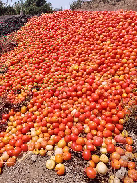 What is the truth about the virus in tomatoes?