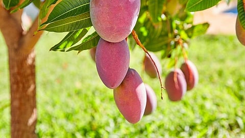 lockdown period direct selling hapus mango in metro city chain selling in ratnagiri