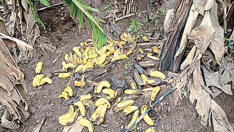 Farmers in Langare area are waiting for help