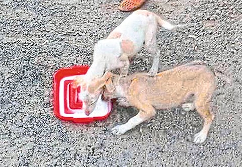 भंडारा : कुत्रीच्या पिल्लांची भूक भागविताना महिला.