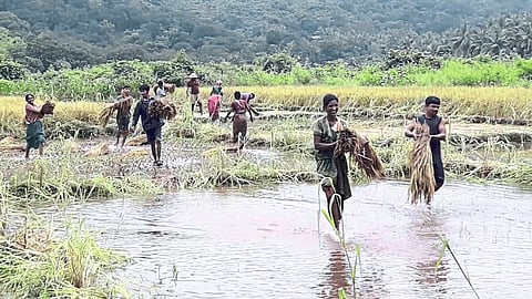 Damage to paddy father due to rains in ratnagiri 